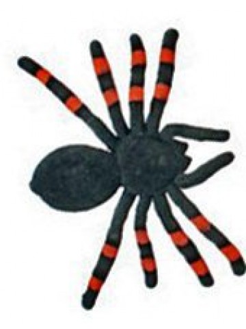 Бархатный тарантул черно-оранжевый