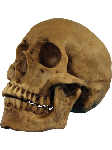 Бутафорский череп из смолы 18 см