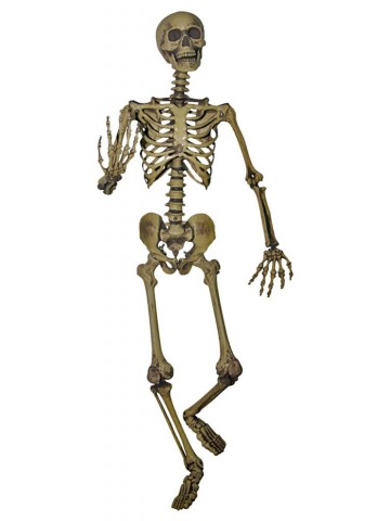 Пластмассовый скелет 160 см
