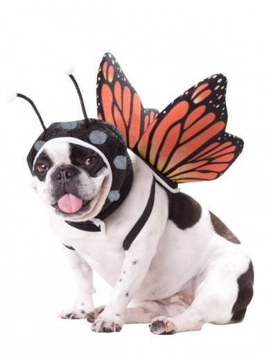 Костюм для собаки Бабочка фото