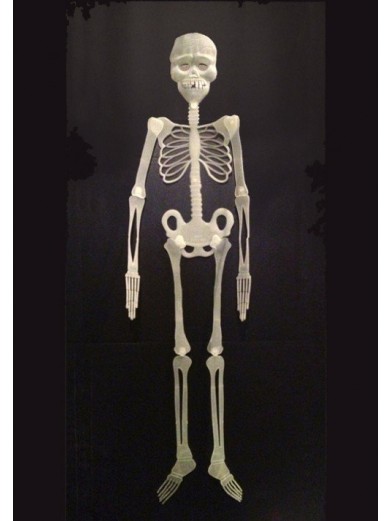 Скелет флуоресцентный-30х90см
