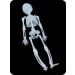 Подвесной скелет 30 см